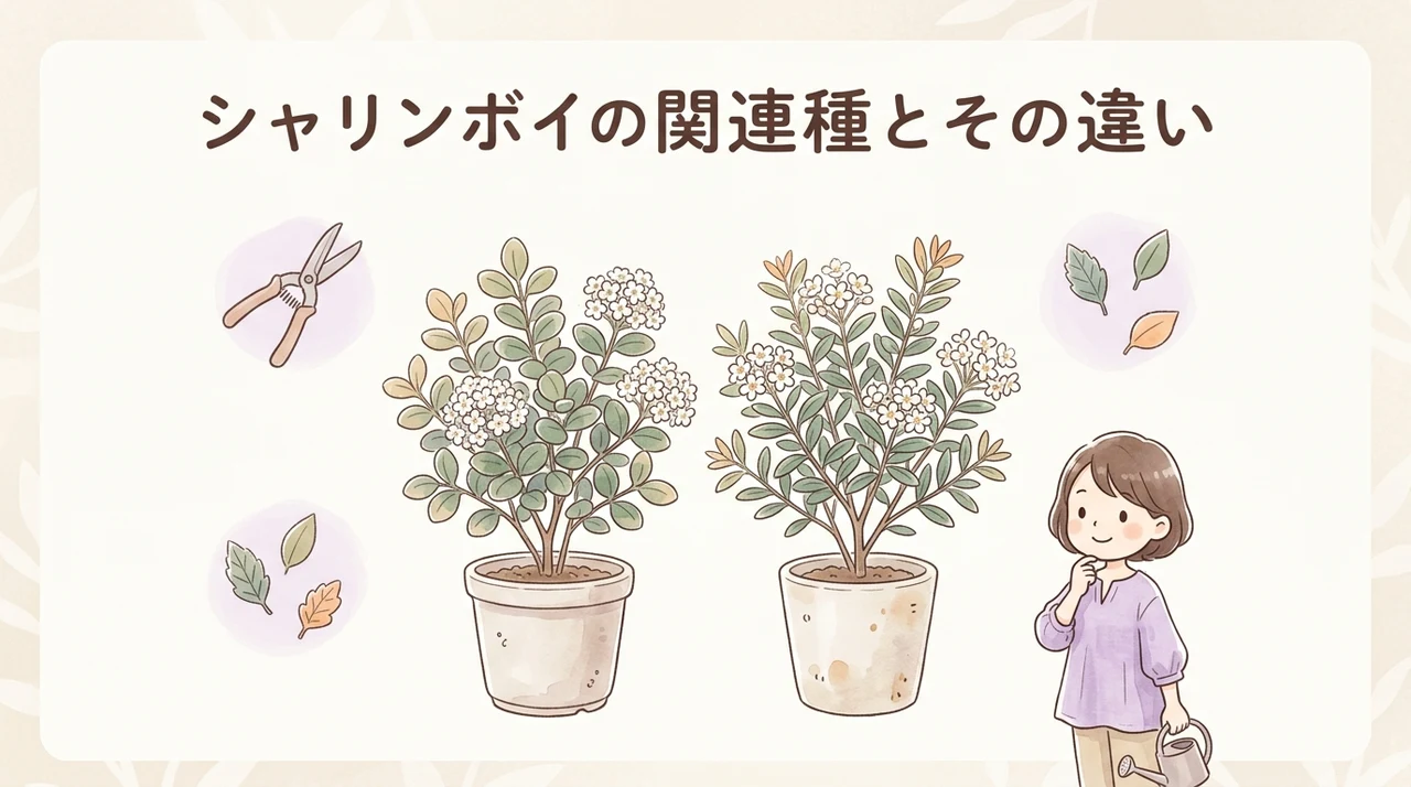 シャリンバイの近縁種とそれぞれの違い