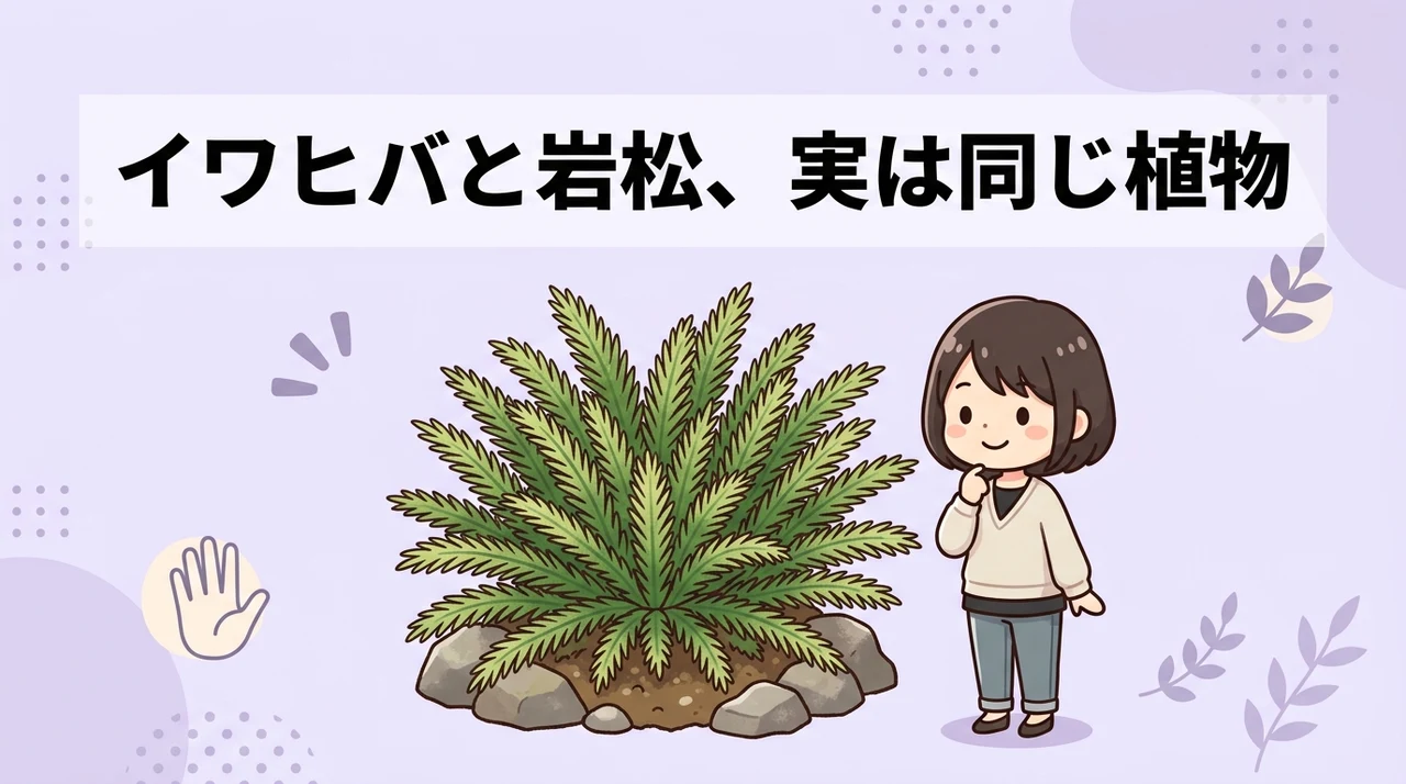 イワヒバと岩松の違いとは?結論は同一植物