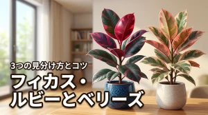 フィカス・ルビーとベリーズの違いは何？3つの見分け方と鮮やかに育てるコツ